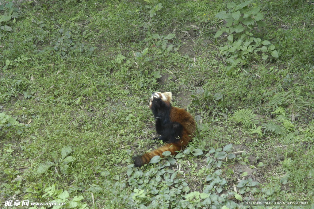 小熊猫