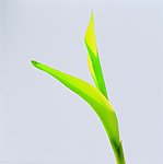 植物的力量