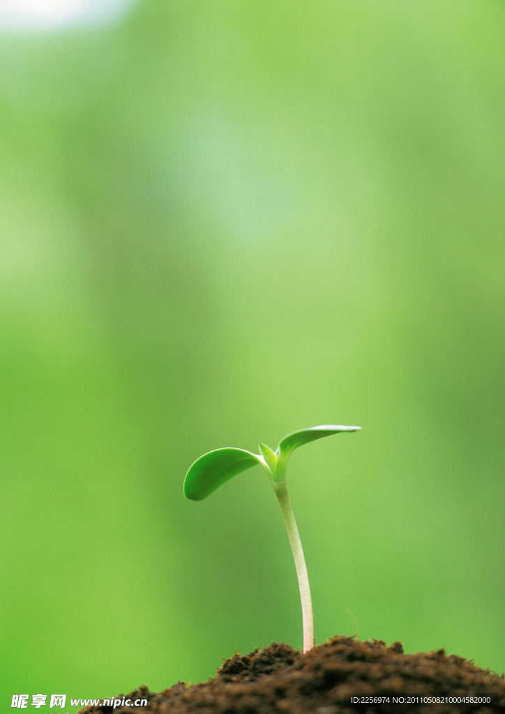 植物的力量