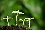 植物的力量