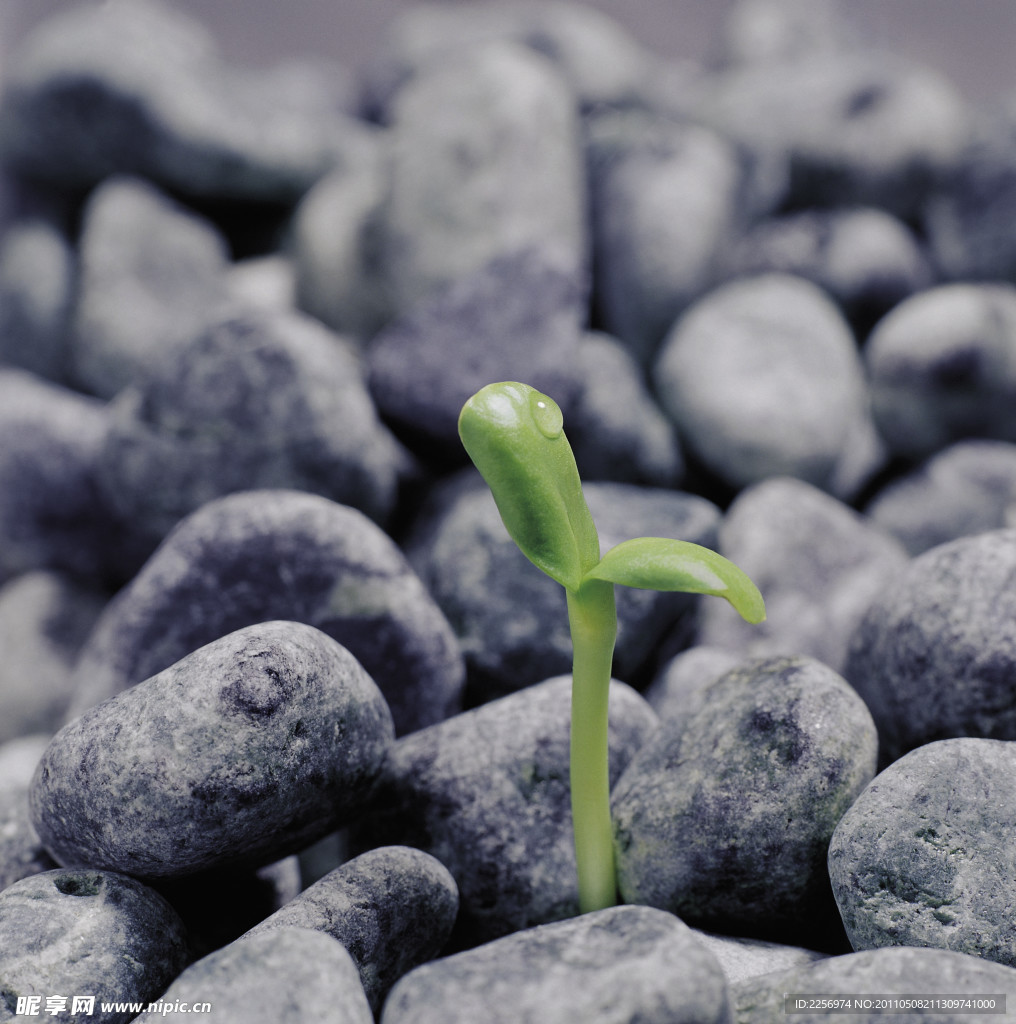 植物的力量