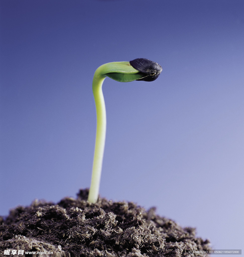 植物的力量