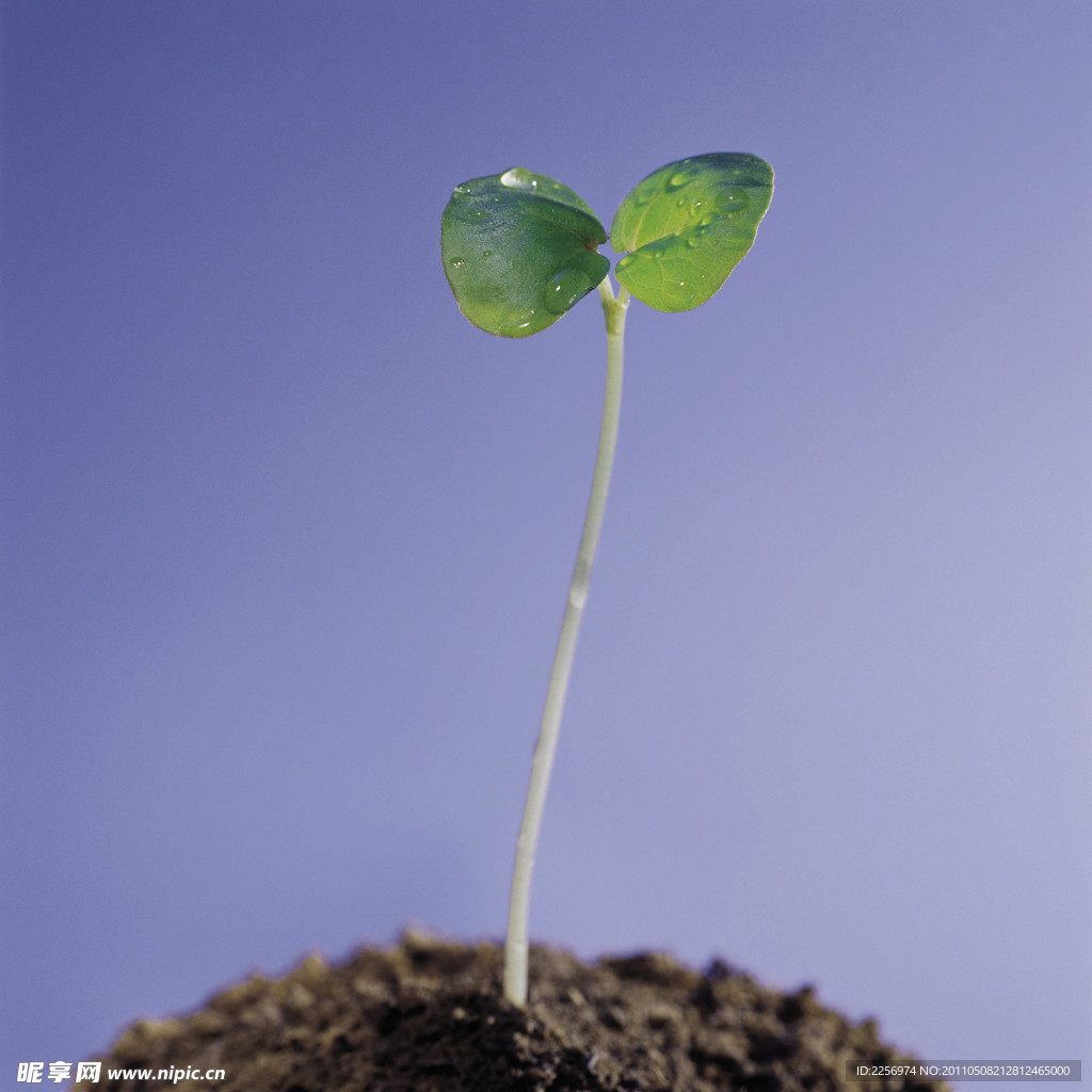 植物的力量