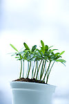 植物的力量