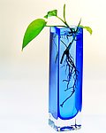 植物的力量