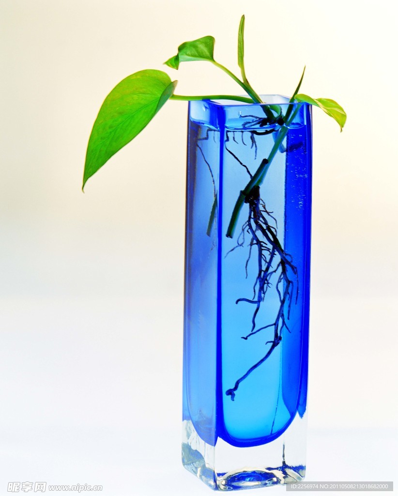 植物的力量