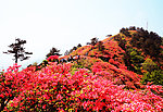 麻城红杜鹃