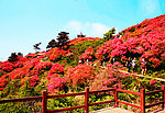 麻城红杜鹃