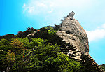 麻城红杜鹃