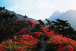 麻城红杜鹃