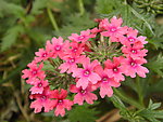 菜花