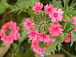 菜花
