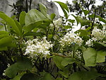 白花
