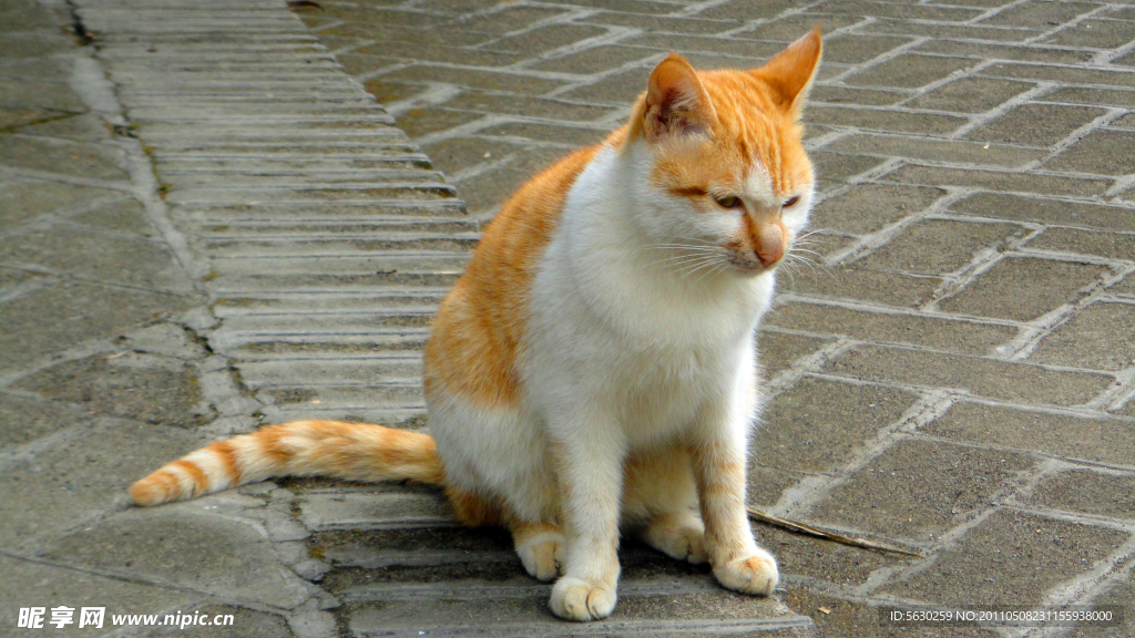 小猫