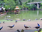 孔雀湖景观