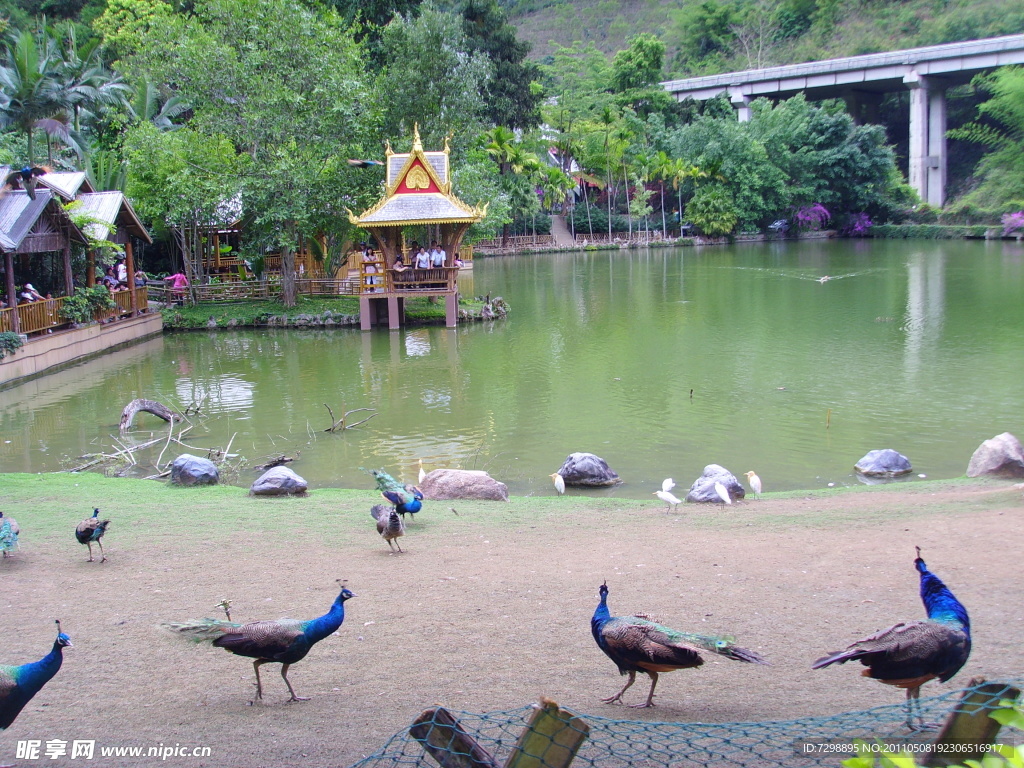 孔雀湖景观