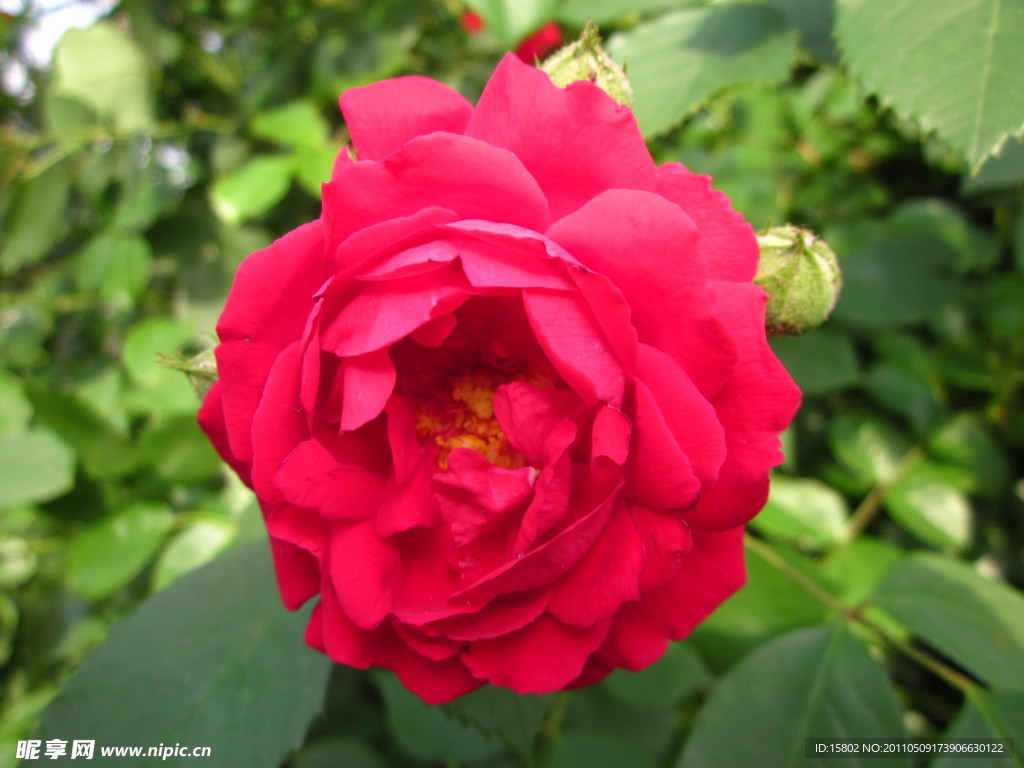 月季花