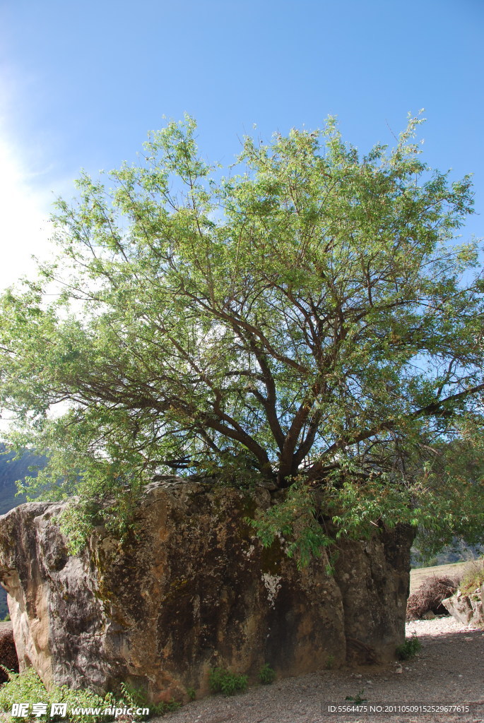 石缝中的绿树
