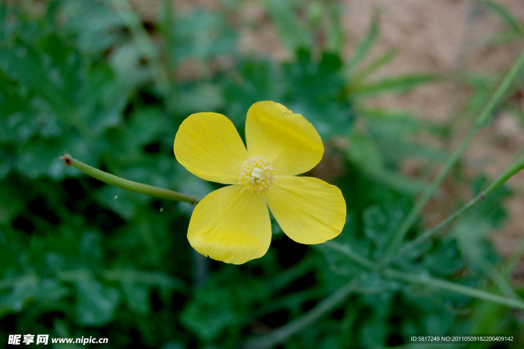 小黄花