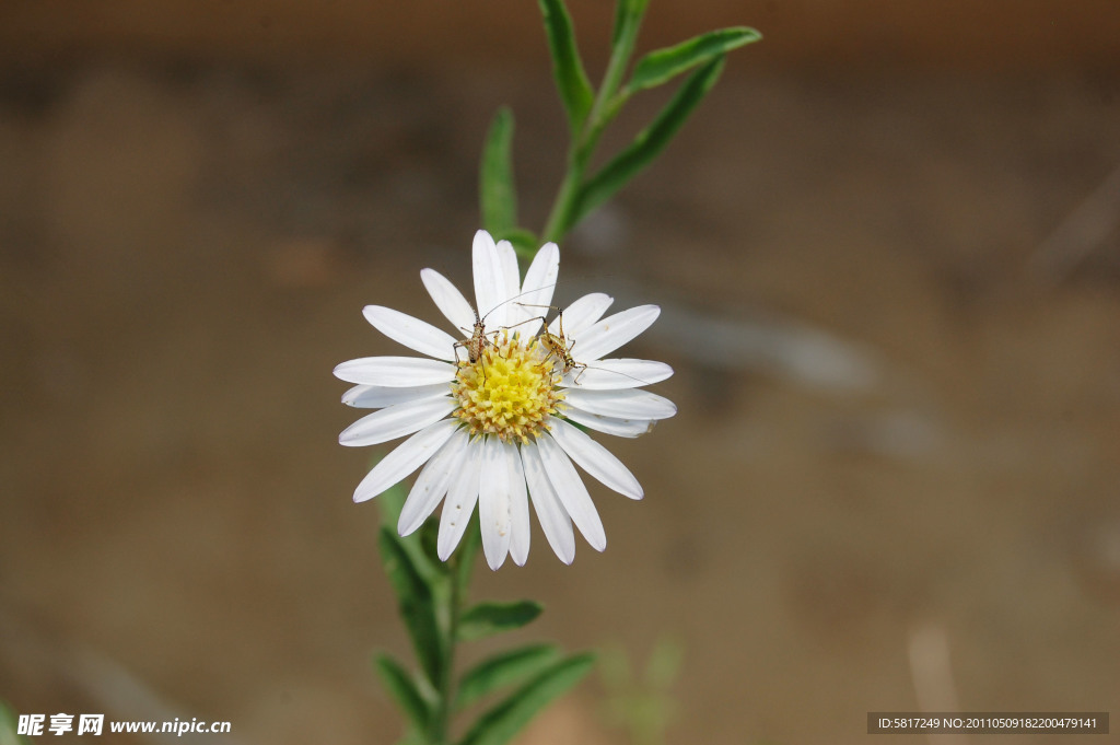 雏菊