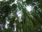 竹林