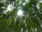 竹林