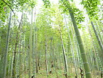 竹林