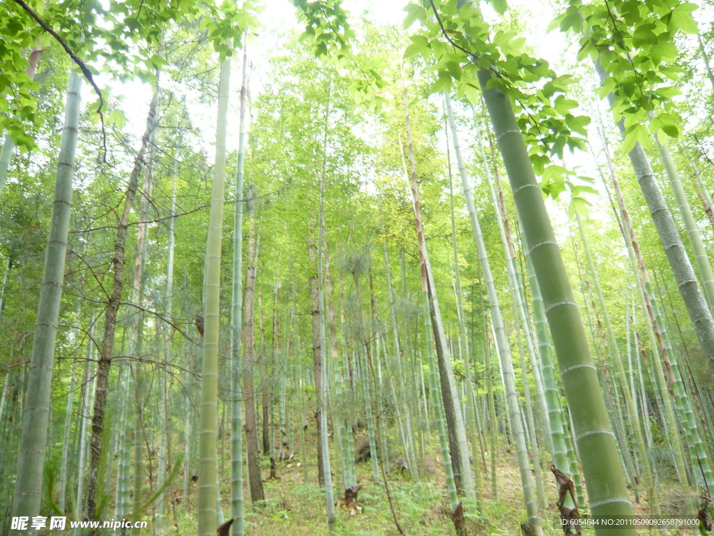 竹林