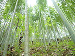 竹林