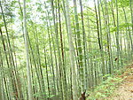 竹林