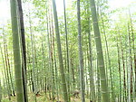竹林