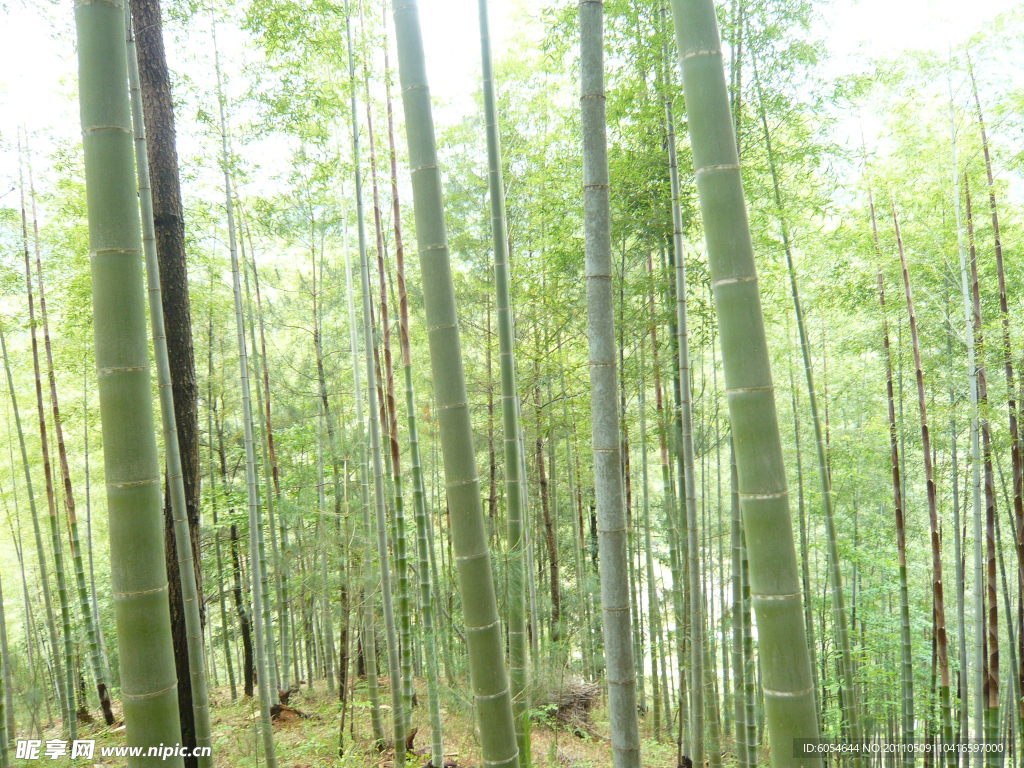 竹林