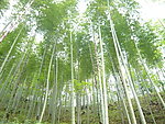 竹林