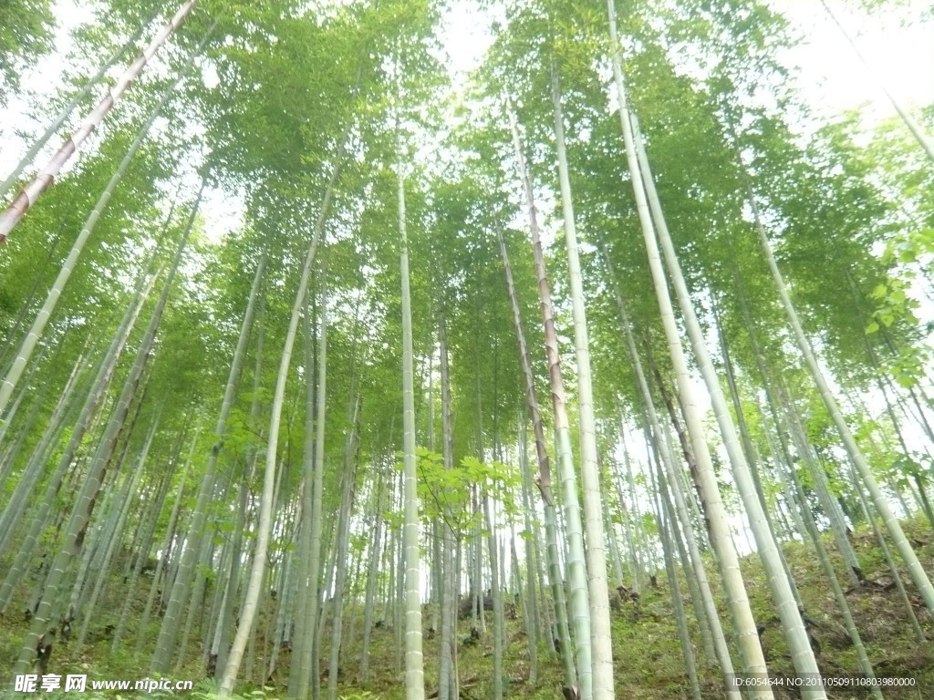 竹林