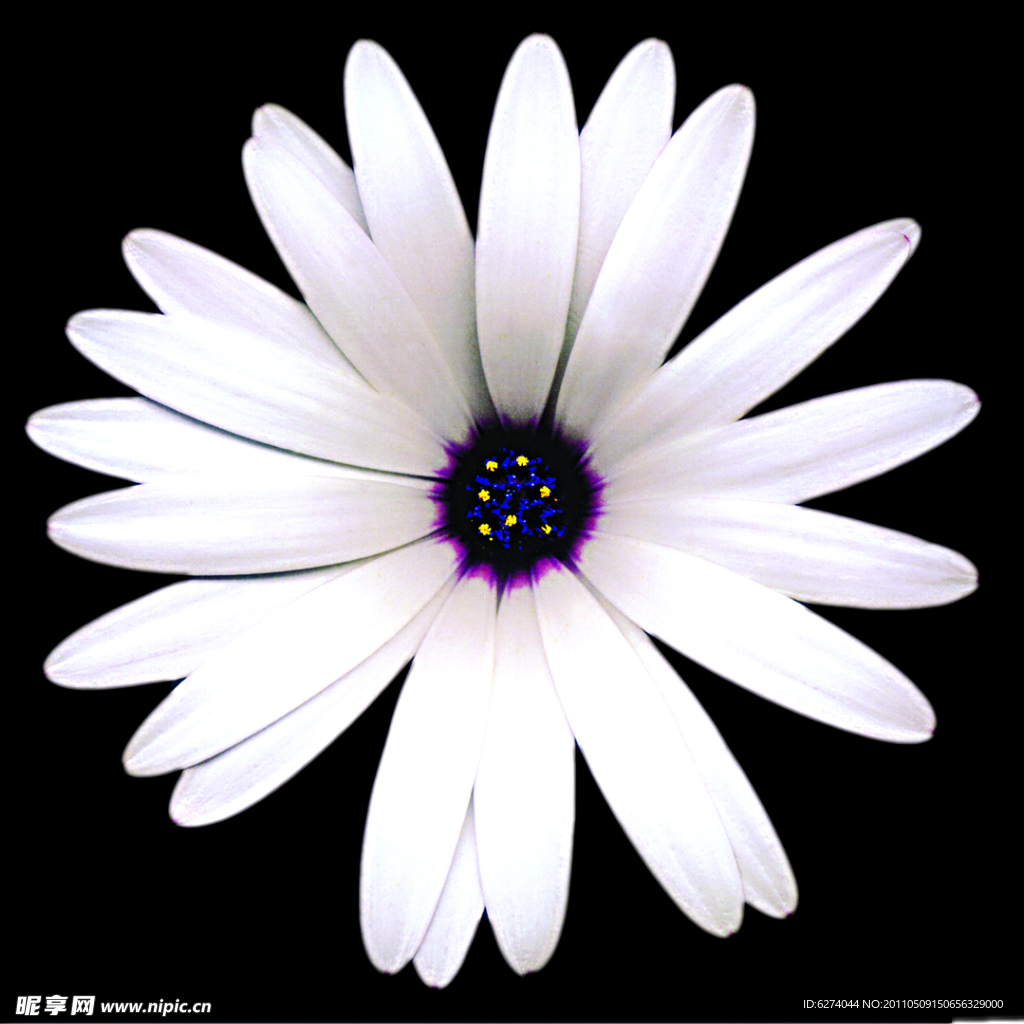 花卉