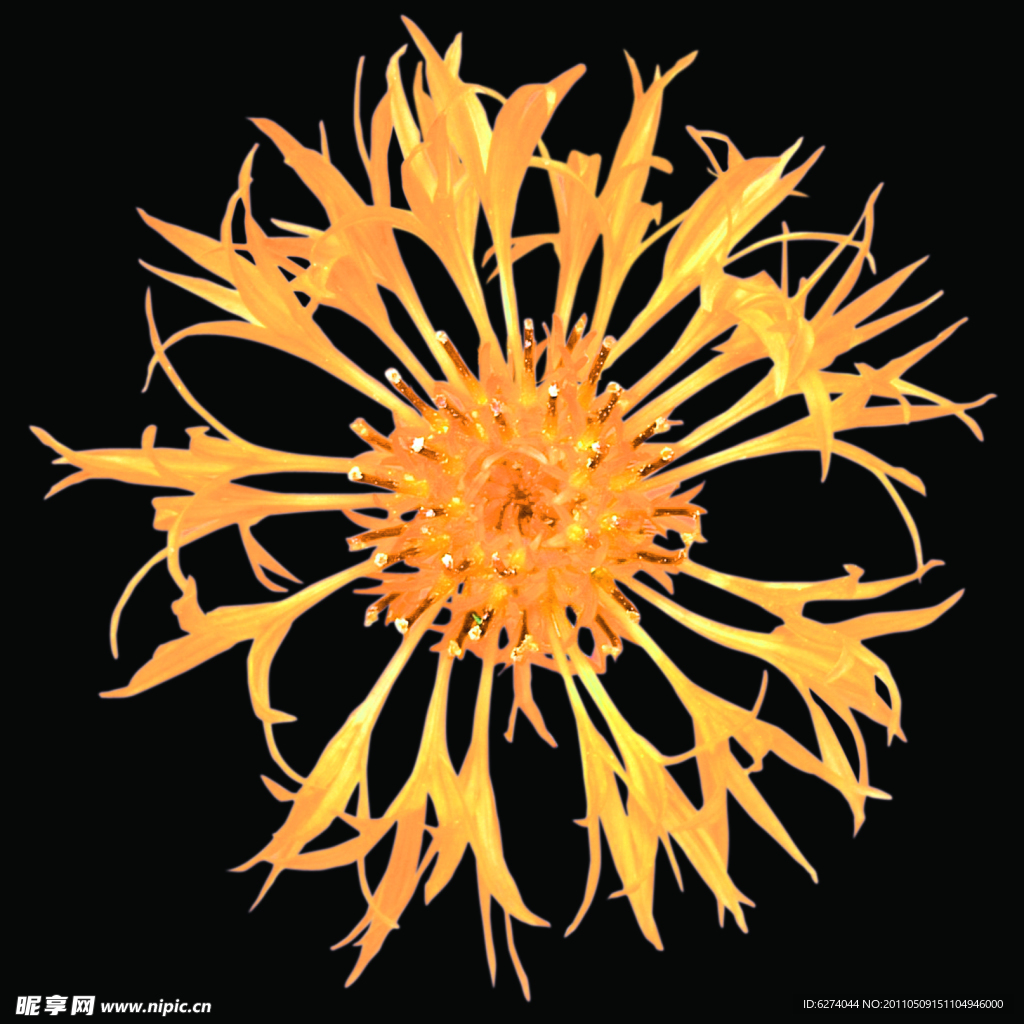 花卉
