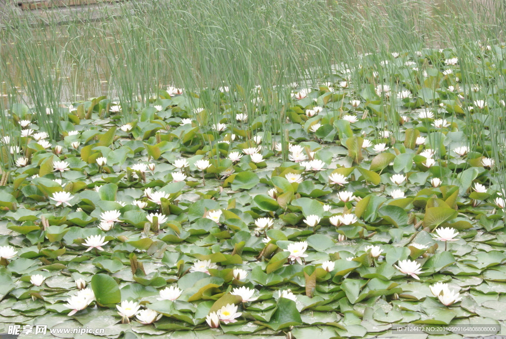莲花