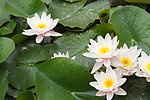 莲花