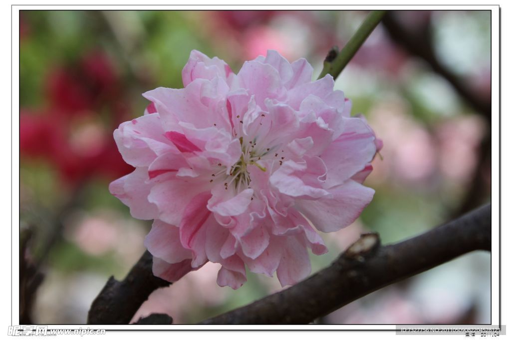 桃花