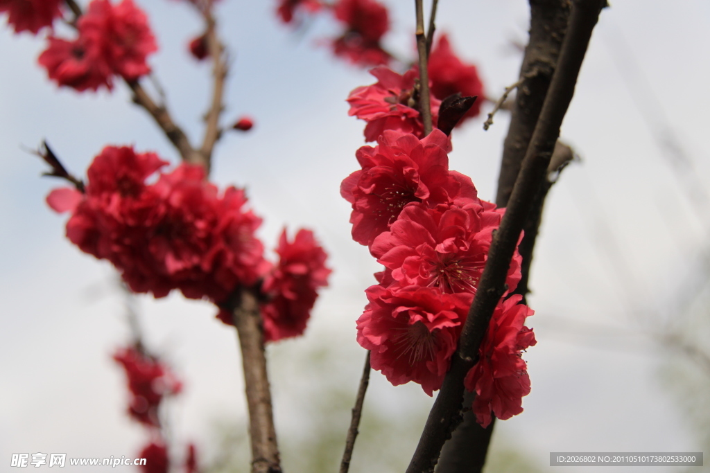 桃花
