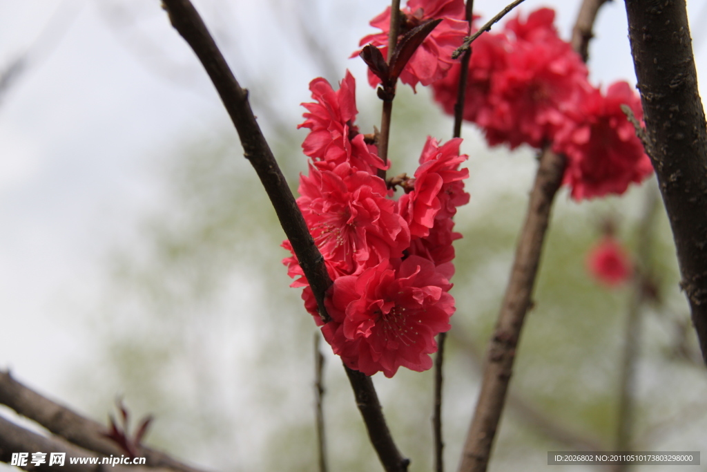 桃花