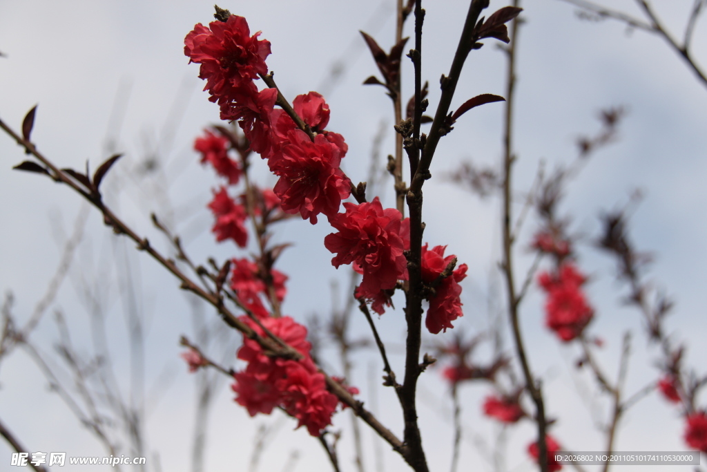 桃花