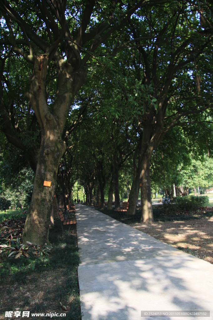 小路 树荫