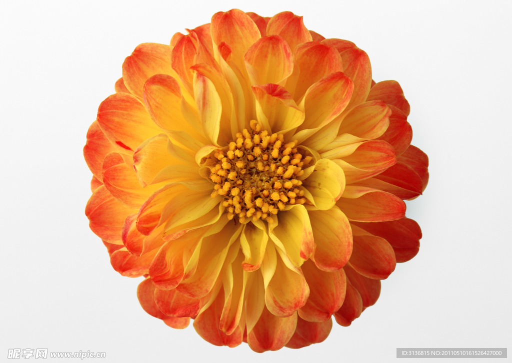 芍药花