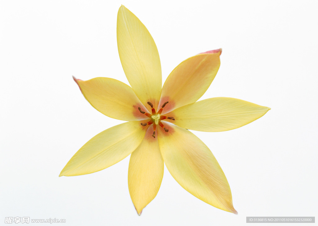 美丽花