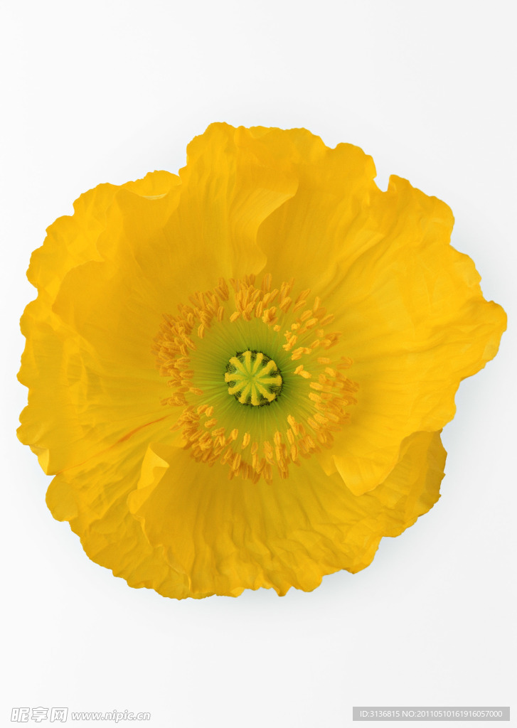 黄 菊花