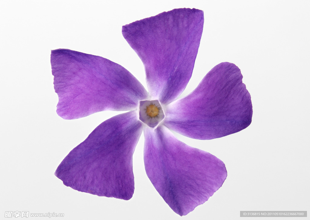 五瓣花