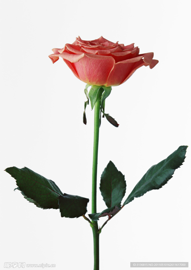 玫瑰花