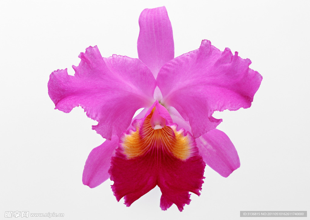 蝴蝶花