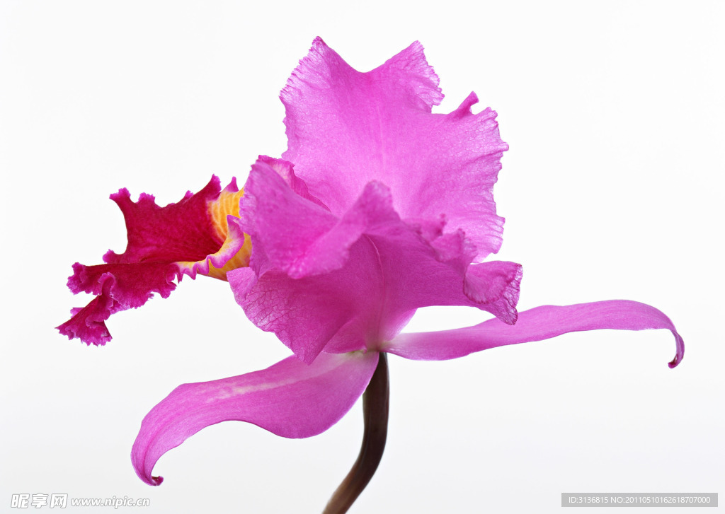 蝴蝶花